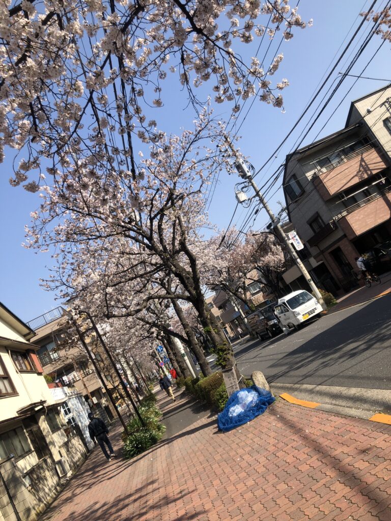 事務所近くの桜が綺麗でした 株式会社東亜商事